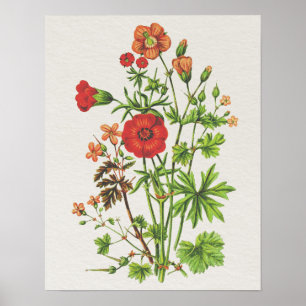 Poster Vintage Look Botanesbill Floral