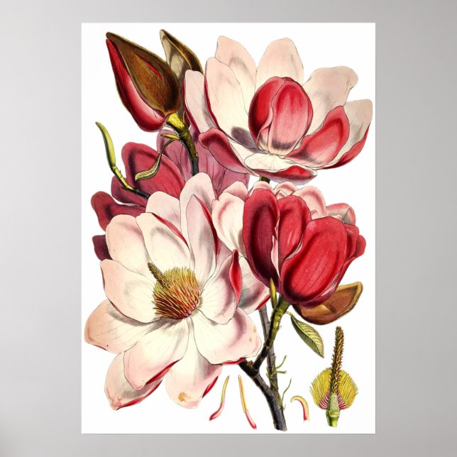 Poster Vintage Magnolia Pintura por Botânica Britânica (Frente)