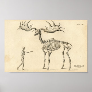 Poster vintage Man & Moose