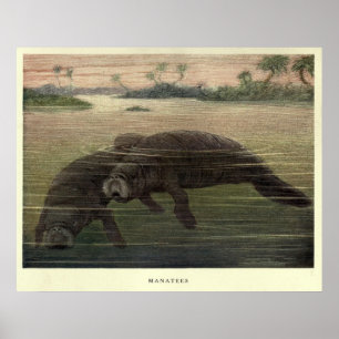 Poster Vintage Manatee Painting (1909)