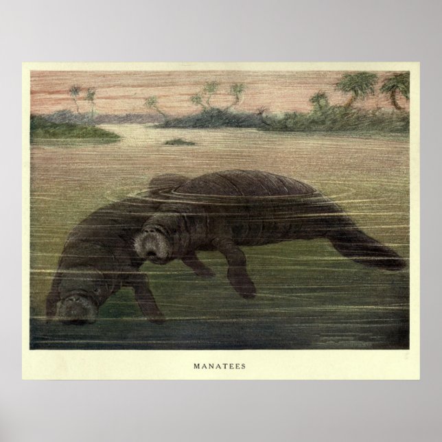 Poster Vintage Manatee Painting (1909) (Frente)