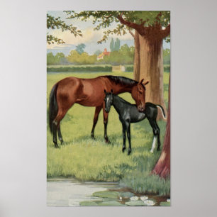 Pôster Vintage Mare Colt Filly Horse Imagem Equestre
