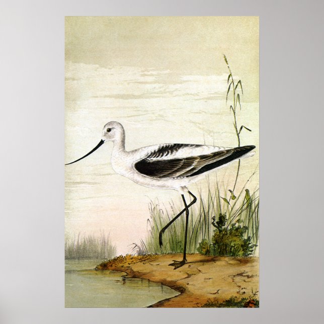 Pôster Vintage Marine Life Shorebird , aves evitadas (Frente)