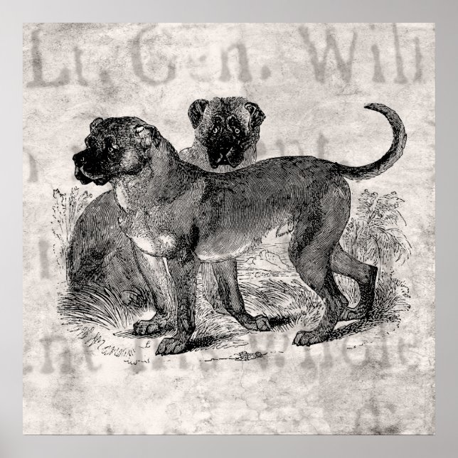 Poster Vintage Mastiff Dog 1800s Mastiffs Modelos (Frente)