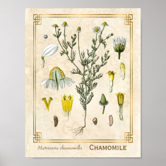 Poster Vintage Medicamento Herbo Chamomile Flor Botânico