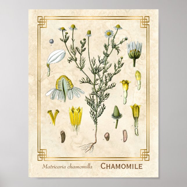 Poster Vintage Medicamento Herbo Chamomile Flor Botânico (Frente)