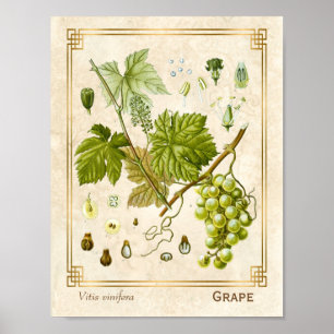 Poster Vintage Medicinal Herb Grape Vine Botânica
