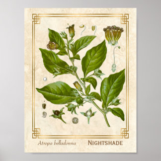 Poster Vintage Medicinal Nightshade Belladonna Herb