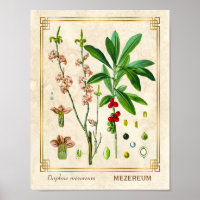 Vintage Medicinal Plant Fevereiro Daphne Botanical