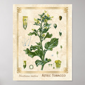 Poster Vintage Medicinale Aztec Cigarro Botânico