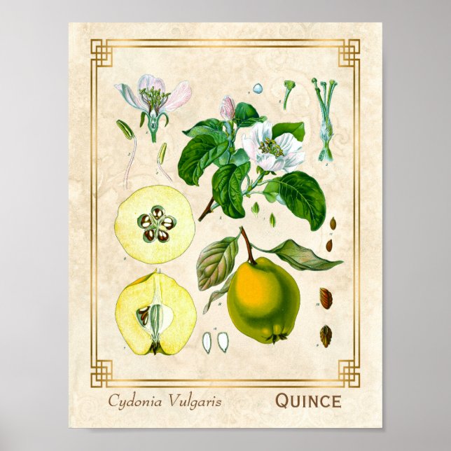Poster Vintage Medicinale Quince Fruta Botânica (Frente)