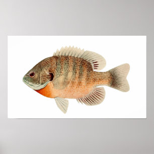 Poster Vintage Mediterrâneo Saltwater — Peixes Tropicais