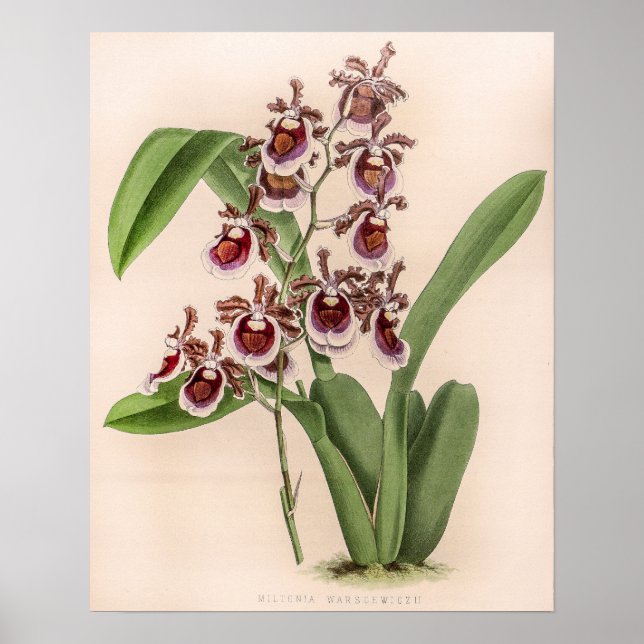 Poster Vintage Miltonia Orchid Flower (Frente)