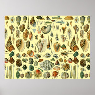 Poster Vintage Mollusk Shell Seashell Art