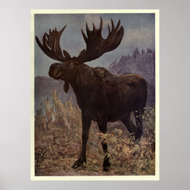 Poster Vintage Moose Painting (1909) (Frente)