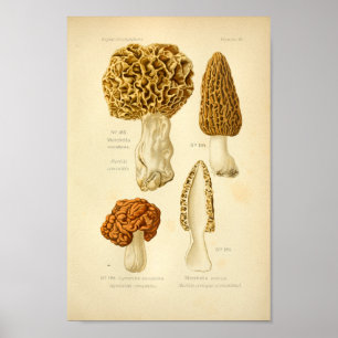 Pôster Vintage Morchella Brown Mushrooms Art Print French