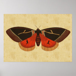 Poster Vintage Moth
