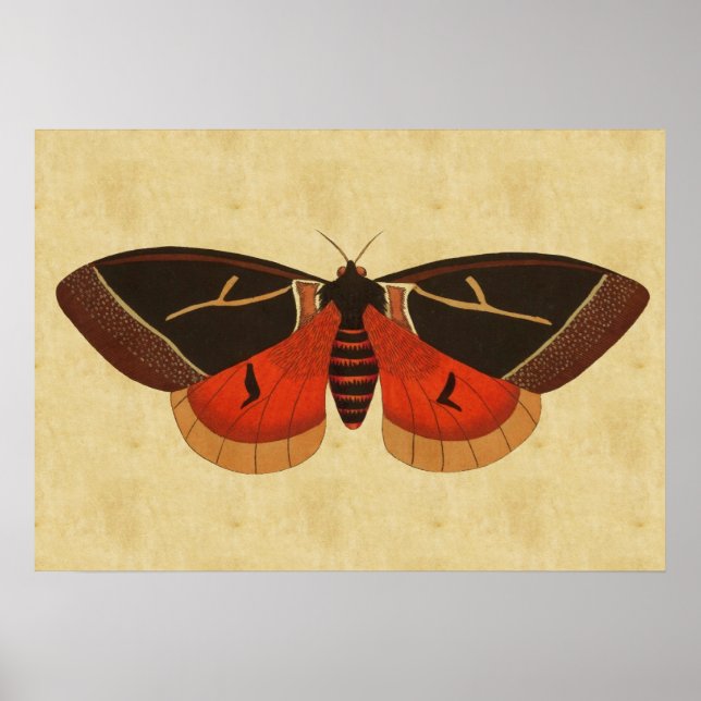 Poster Vintage Moth (Frente)