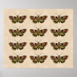 Pôster Vintage Moth Art