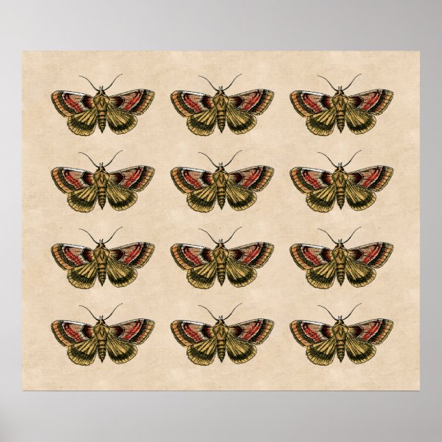 Pôster Vintage Moth Art (Frente)