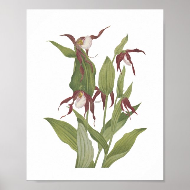 Poster Vintage Mountain Lady's Slipper Wildflower (Frente)
