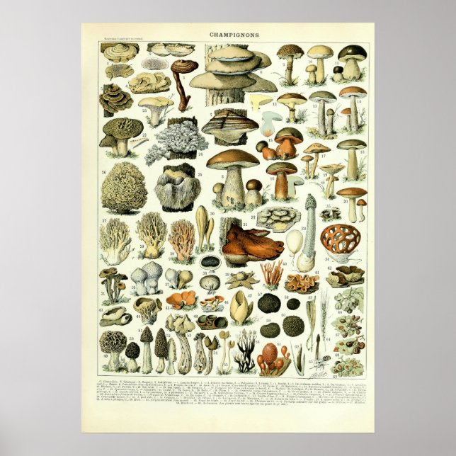 Poster Vintage Mushroom Illustrations by Adolphe Millot (Frente)