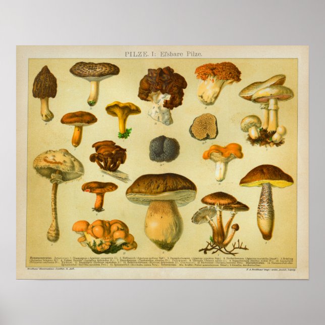 Pôster Vintage Mushroom Piloto Variety Toadstools Impress (Frente)