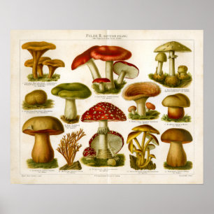 Poster Vintage Mushroom Pilze Variety Red Green Impressã