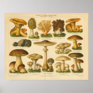 Pôster Vintage Mushroom Pilze Variety Yellow Brown Impres