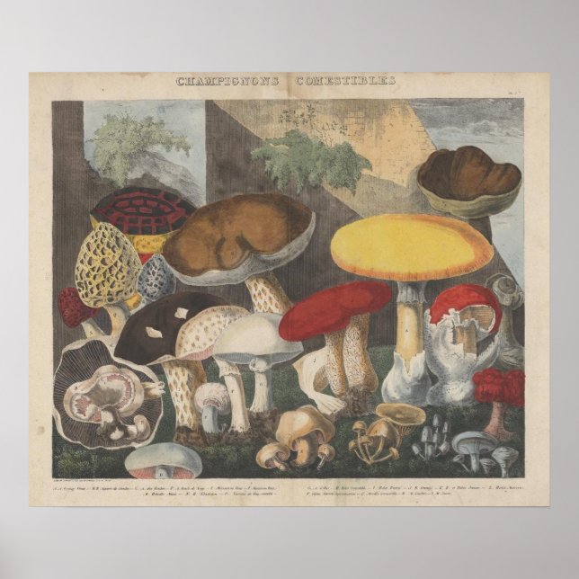 Poster Vintage Mushroom Scientific Diário Art (Frente)