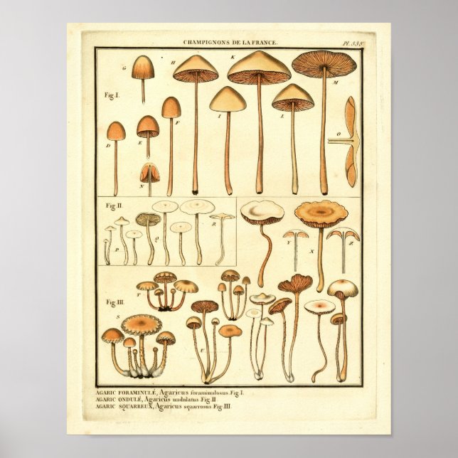 Poster Vintage Mushrooms Brown Cap French Art Print (Frente)
