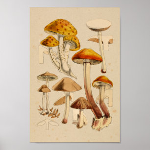 Pôster Vintage Mushrooms Varieties Red Orange Art Impress