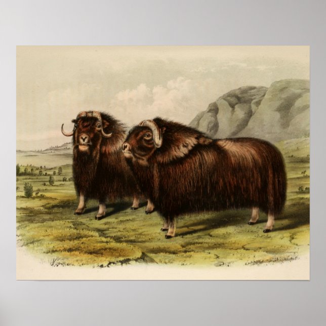 Pôster Vintage Muskoxen (Frente)