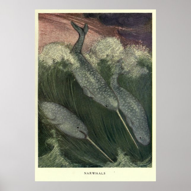 Poster Vintage Narwhal Painting (1909) (Frente)