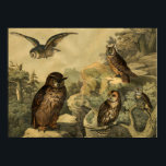 Pôster Vintage Nature's Wonders Owls in Forest Art Deco<br><div class="desc">Imagem do livro infantil alemão Enciclopédia Bird, Circa 1878. Uma peça de decoração de arte de parede perfeita para Fall Season ou amantes de corujas! Esta peça de arte ficaria excelente quando emoldurada em casa, escritório, bar, café, pub ou restaurante! Personalize o tamanho, a textura, a borda e/ou o quadro...</div>