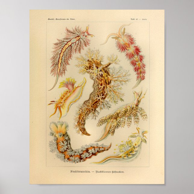 Pôster Vintage Nudibranchia Color Ernst Haeckel Art Impre (Frente)