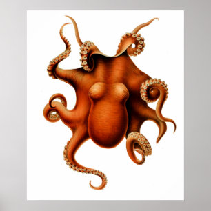 Poster vintage Octopus Die Cephalopold