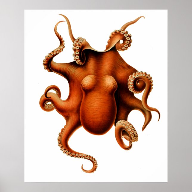 Poster vintage Octopus Die Cephalopold (Frente)