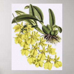 Poster Vintage ONCIDIUM CONCOLOR Orchid Flower