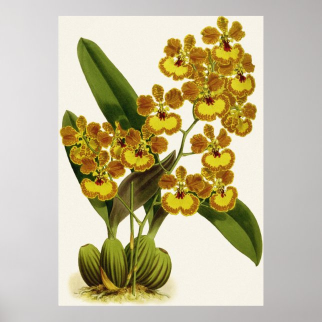 Poster Vintage Oncidium Gardneri Orchid Flower (Frente)