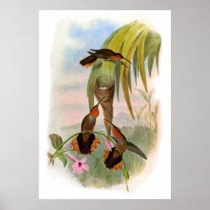 Poster Vintage Orange Saw Bill Hummingbird