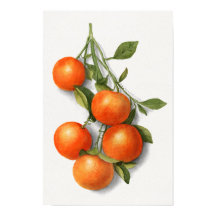 Vintage Oranges watercolor illustration