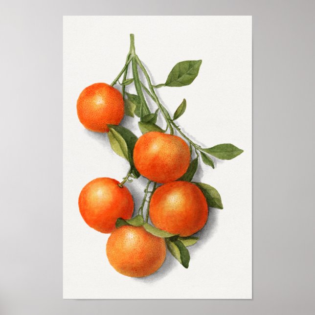 Poster Vintage Oranges watercolor illustration (Frente)