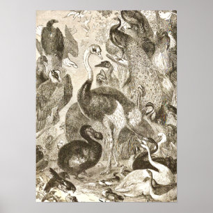 Poster Vintage Ostrich Ilustração Struthio camelus