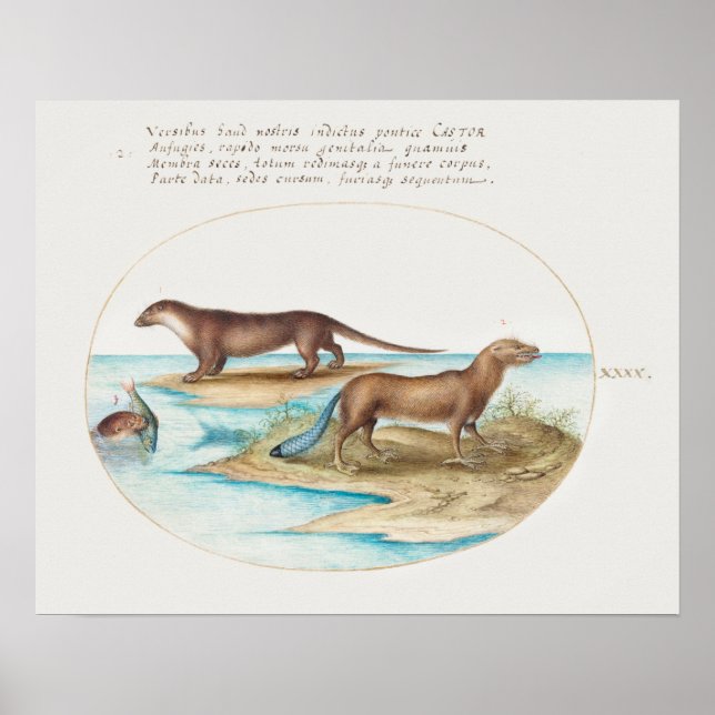 Poster Vintage Otters (Frente)