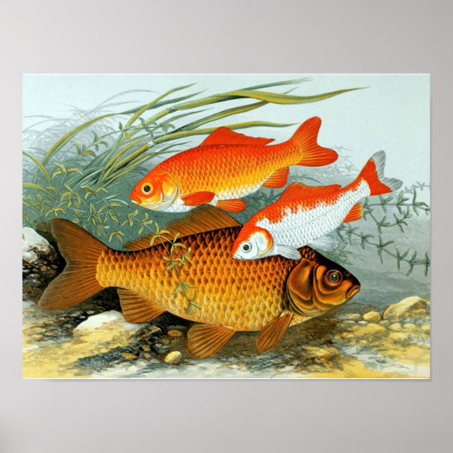 Poster Vintage Ouro Carp Koi Goldfish (Frente)