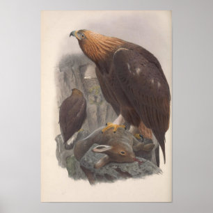 Poster Vintage Ouro Eagle Bird