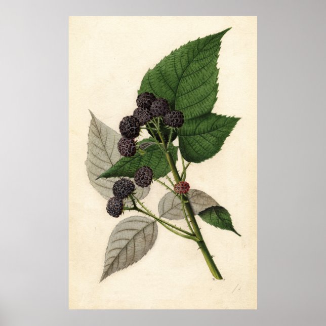 Poster Vintage Painting of Blackberry (Frente)