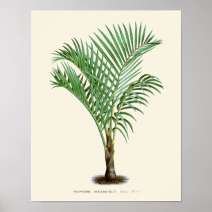 Pôster Vintage Palm Botanical Print