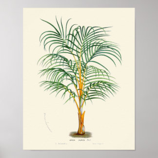 Pôster Vintage Palm Botanical Print